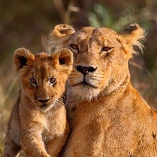 Born Free Foundation